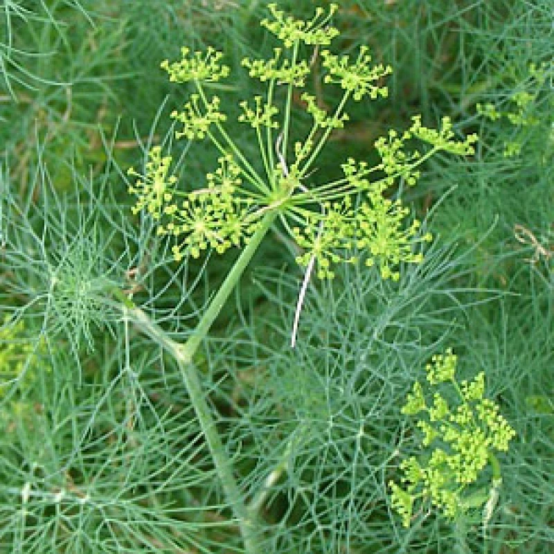 Dill Bouquet Vanderbilt Seeds - Heirloom Herb Seeds, Easy Grow - Image 1