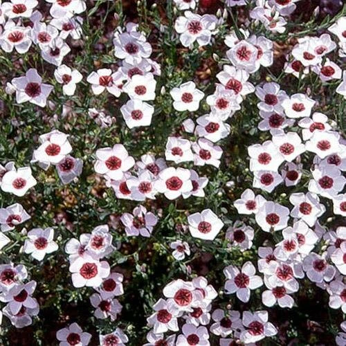 Drought Tolerant Linum Grandiflorum Bright Eyes Garden Flax Seeds - 1000 Seeds - Image 3