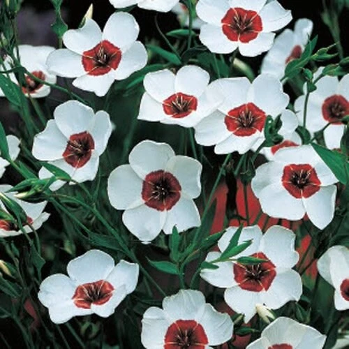 Drought Tolerant Linum Grandiflorum Bright Eyes Garden Flax Seeds - 1000 Seeds - Image 4