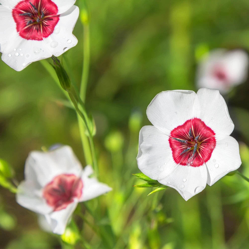 Drought Tolerant Linum Grandiflorum Bright Eyes Garden Flax Seeds - 1000 Seeds - Image 1