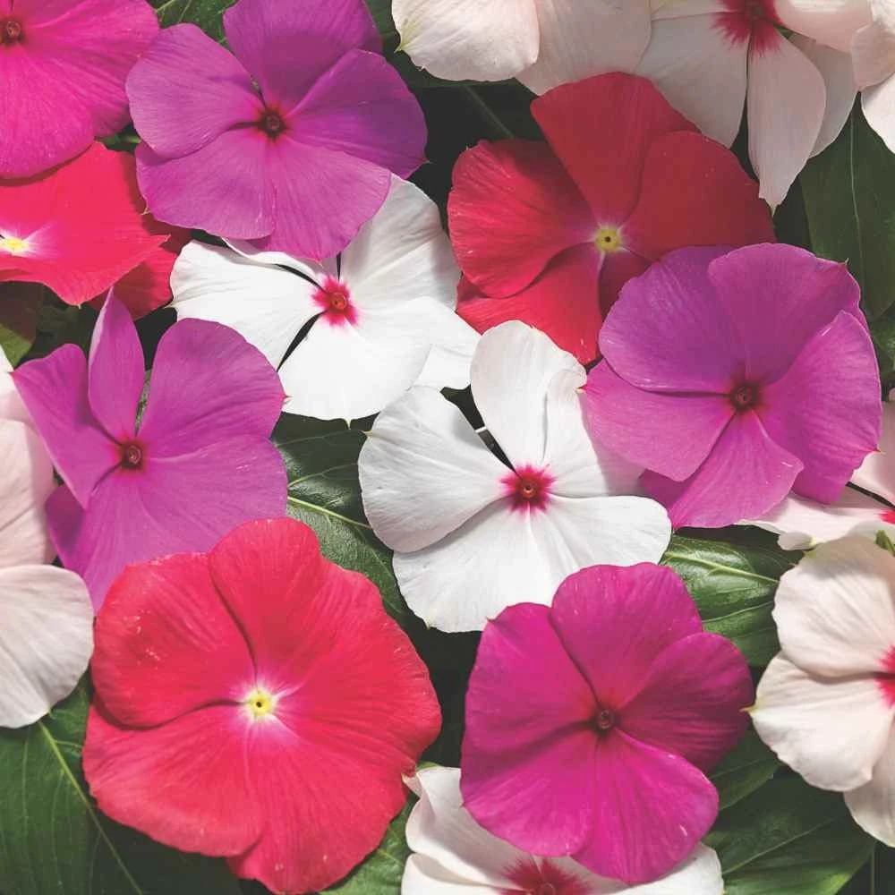 Drought Tolerant Periwinkle Cascading Vinca Flower Seed Mix - 50 Seeds - Image 1