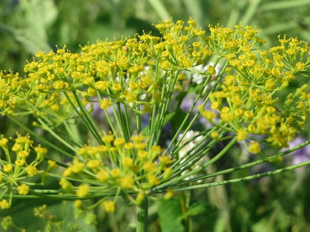 Dukat Dill Seeds - Heirloom Finnish Dill for Pickling & Culinary Use, Annual - Image 2