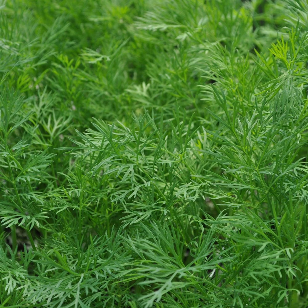 Dukat Dill Seeds - Heirloom Finnish Dill for Pickling & Culinary Use, Annual - Image 1