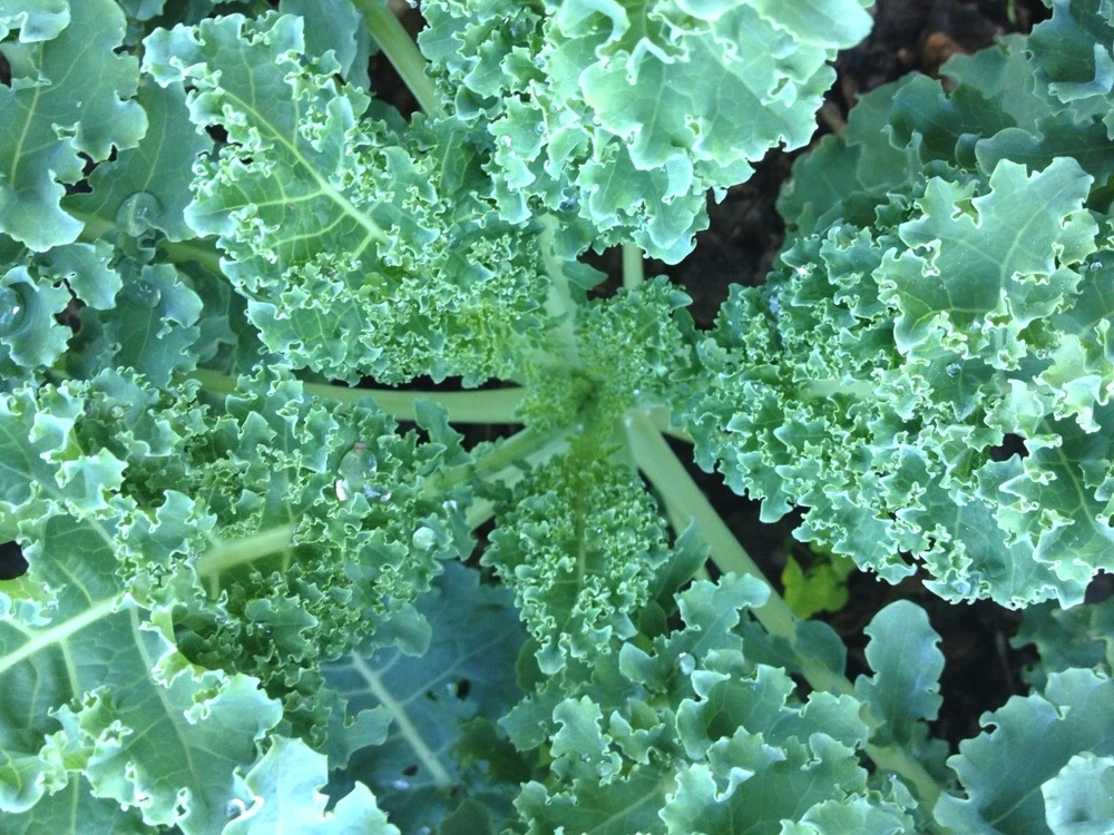 Dwarf Blue Curled Scotch Kale Seeds - Vegetable Seeds for Outdoor Gardening - Image 2