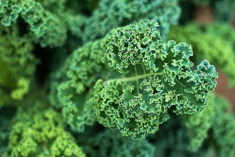 Dwarf Blue Curled Scotch Kale Seeds - Vegetable Seeds for Outdoor Gardening - Image 1