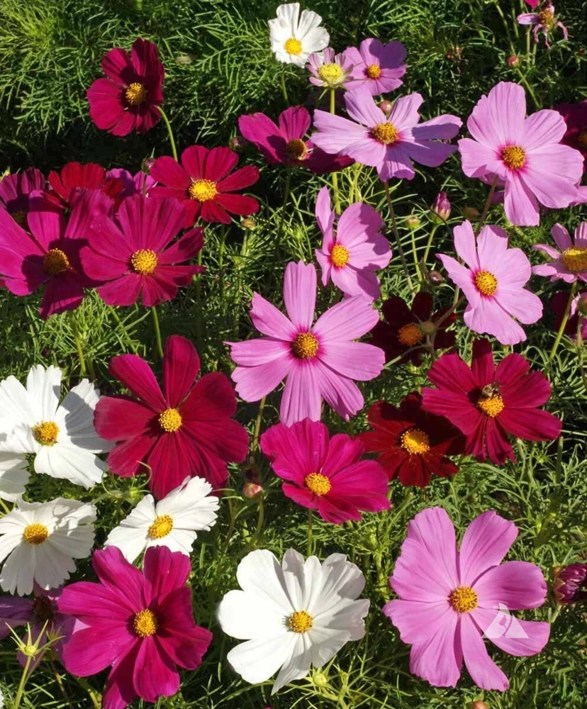 Dwarf Cosmos Seed Mix - Compact, Colorful Annual Flower Seeds for Pollinators - Image 1