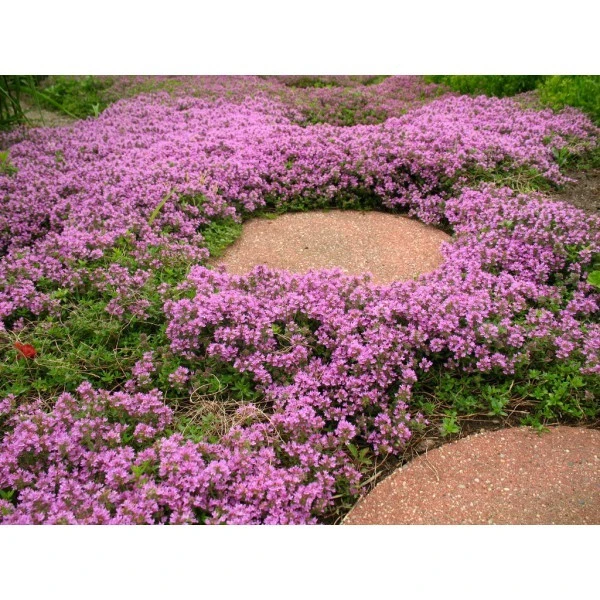 Dwarf Creeping Thyme Seeds - Thymus Serpyllum, Purple Ground Cover, Perennial - Image 2