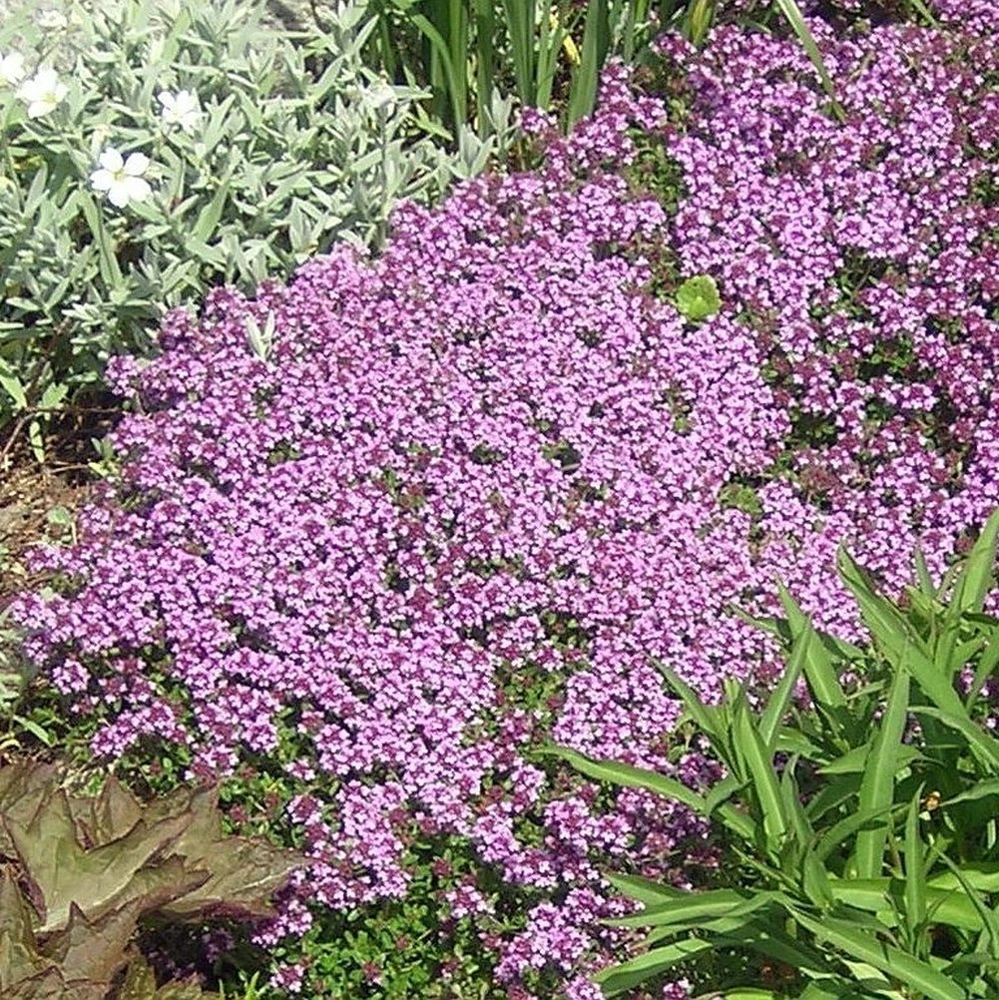 Dwarf Creeping Thyme Seeds - Thymus Serpyllum, Purple Ground Cover, Perennial - Image 1