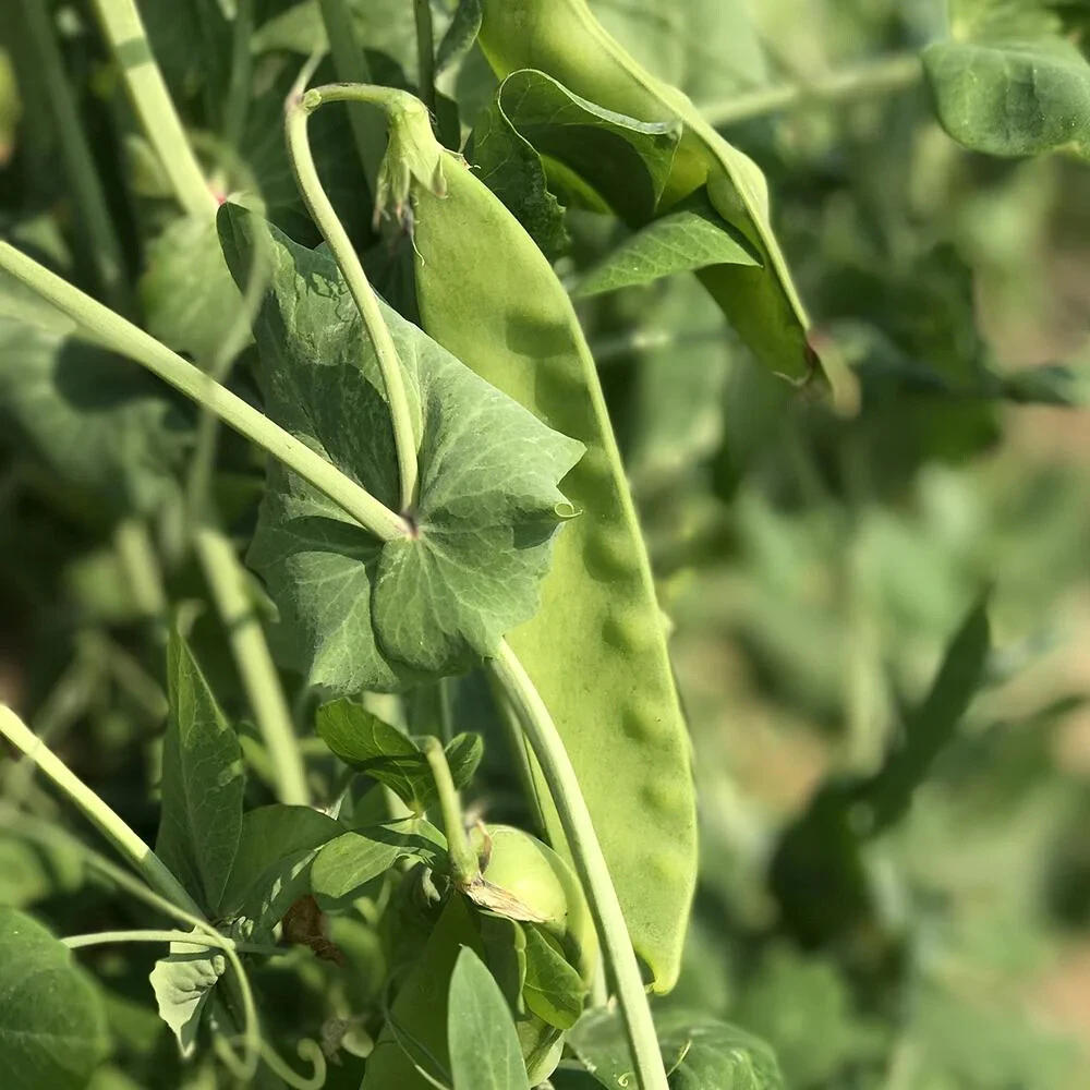 Dwarf Grey Sugar Snow Pea Seeds - Heirloom, Bushy, Outdoor, Annual - Image 2