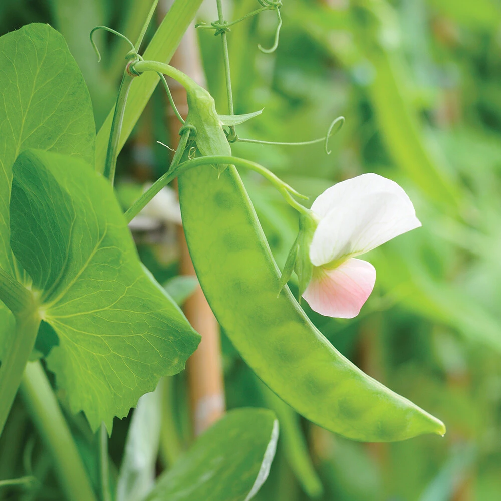 Dwarf Grey Sugar Snow Pea Seeds - Heirloom, Bushy, Outdoor, Annual - Image 1
