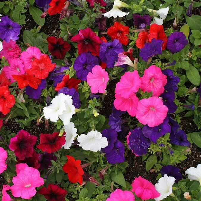 Dwarf Petunia Mix Seeds - Multicolor Compact Annual Flower Seeds - Image 2