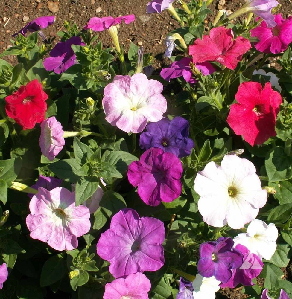 Dwarf Petunia Mix Seeds - Multicolor Compact Annual Flower Seeds - Image 1
