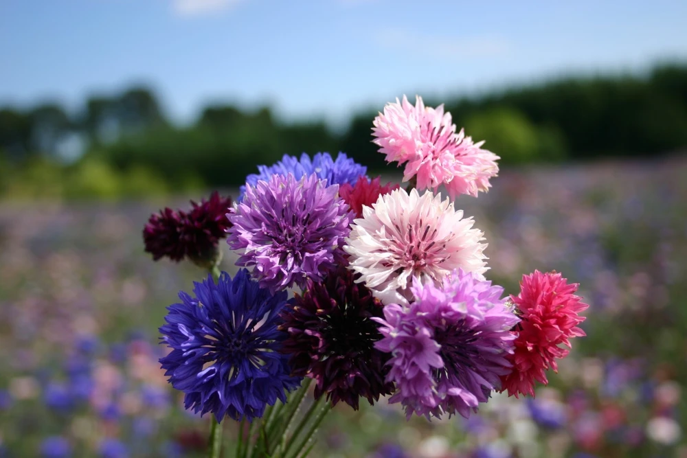 Dwarf Polka Dot Mix Bachelor Button Seeds - Multi-Color Cornflower Annual - Image 1