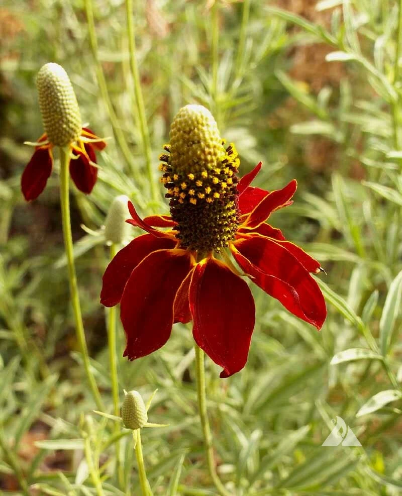 Dwarf Red Coneflower Seeds - Mexican Hat Wildflower - Perennial - Zones 2-12 - Image 1