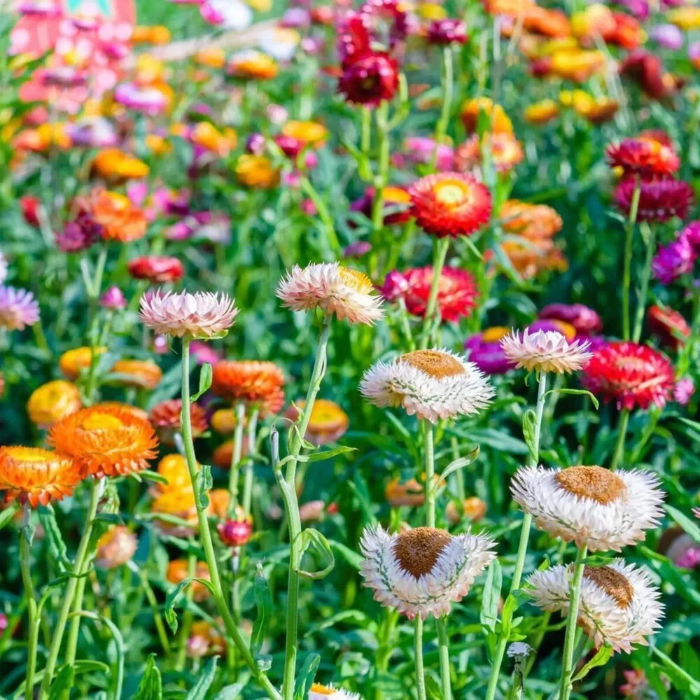 Dwarf Strawflower Mix Seeds - Helichrysum Bracteatum Annual Flower Seeds, Multicolor, Indoor & Outdoor - Image 2