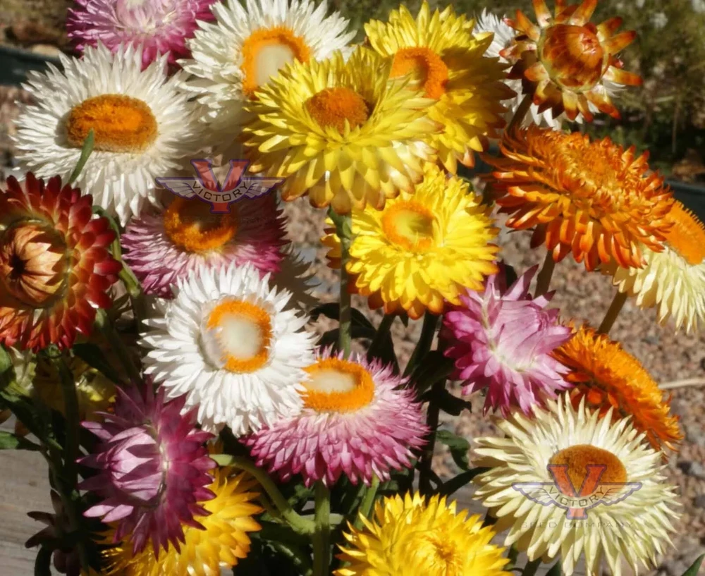 Dwarf Strawflower Mix Seeds - Helichrysum Bracteatum Annual Flower Seeds, Multicolor, Indoor & Outdoor - Image 1