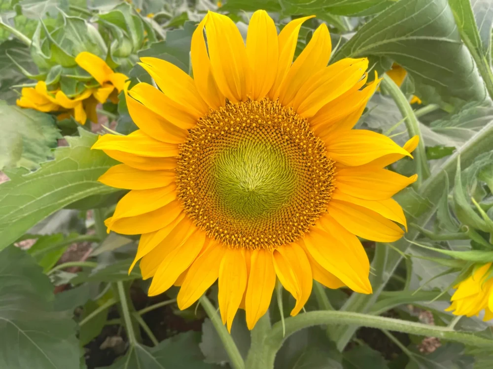 Dwarf Sunspot Sunflower Seeds - Compact Yellow Annual Helianthus annuus - Image 2