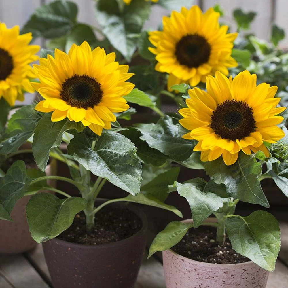 Dwarf Sunspot Sunflower Seeds - Compact Yellow Annual Helianthus annuus - Image 1