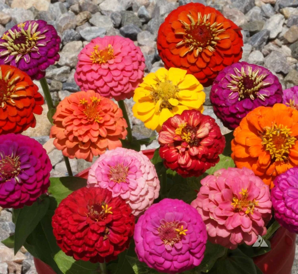Dwarf Zinnia Seeds Mix - Colorful Annual Flower Seeds for Containers - Image 1
