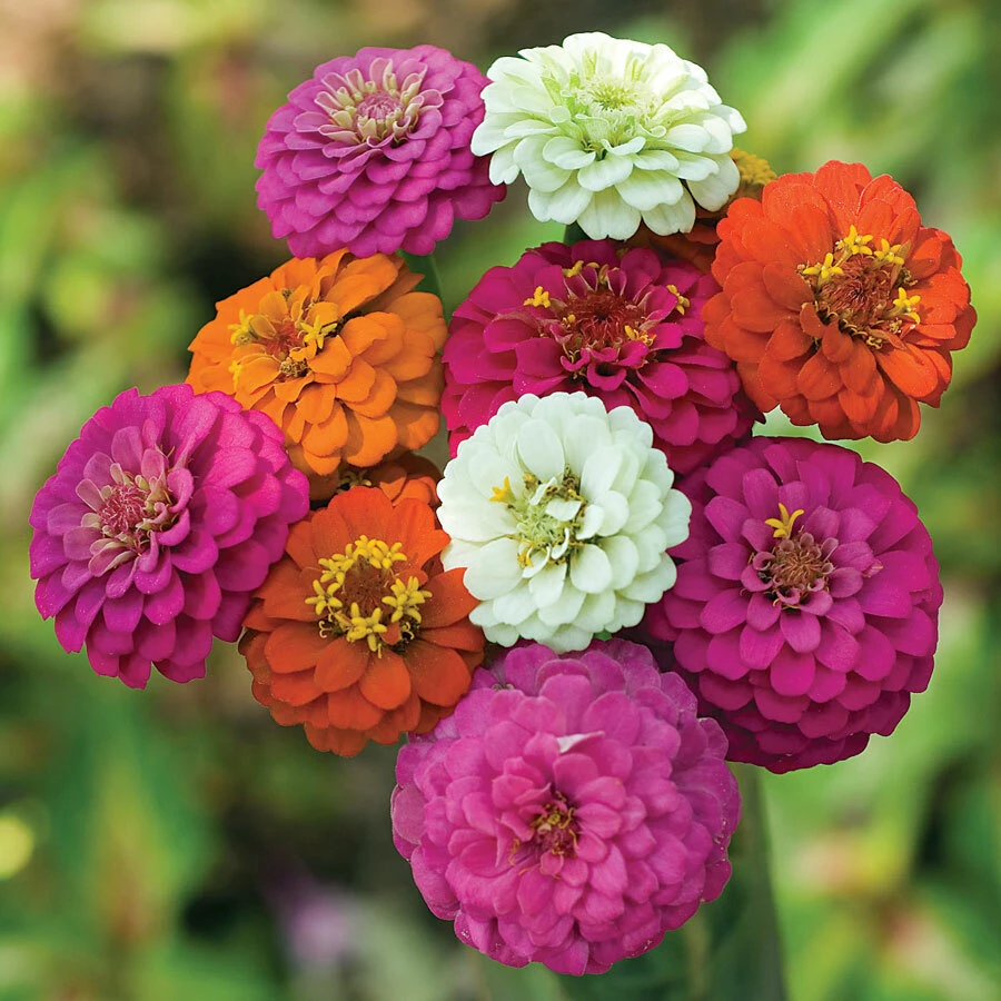 Dwarf Zinnia Seeds Mix - Colorful Annual Flower Seeds for Containers - Image 2