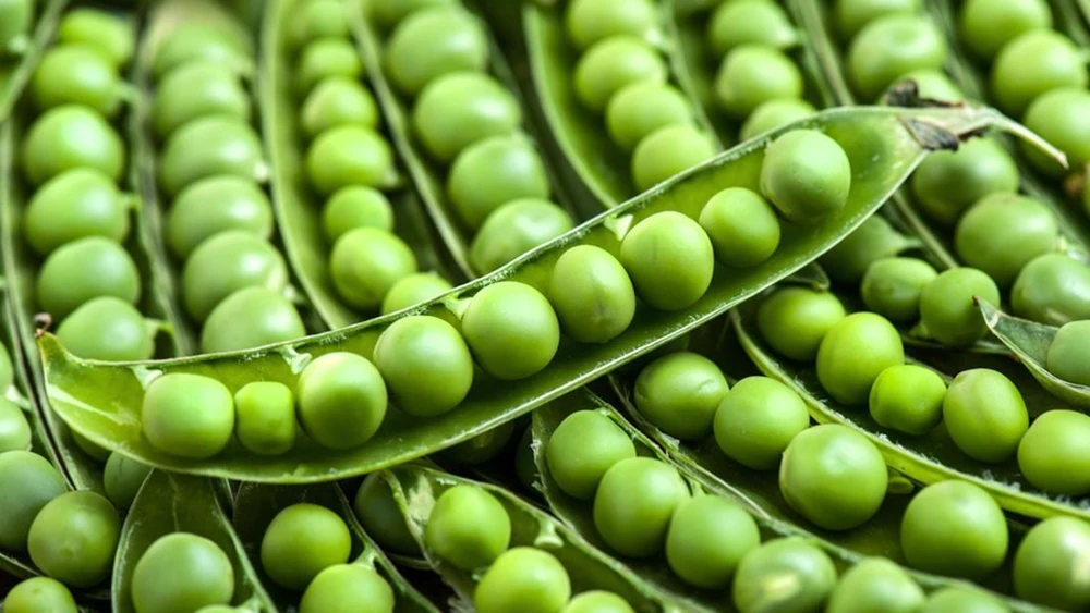 Early Frosty Garden Pea Seeds - Easy Grow Vegetable Seeds for Zones 3-12 - Image 2