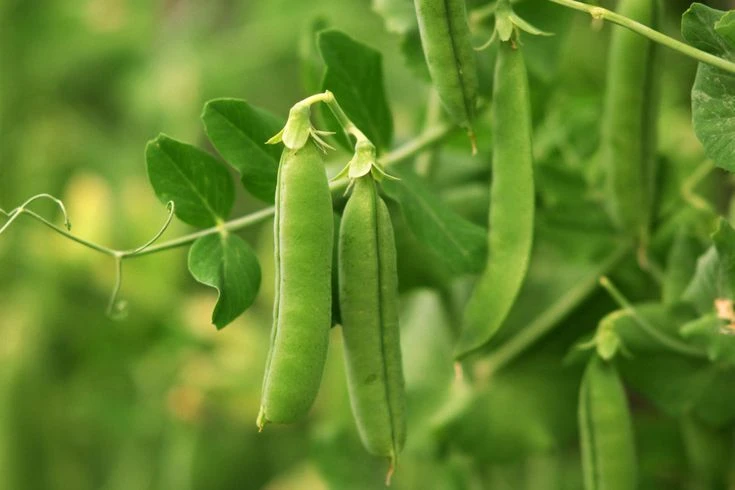 Early Frosty Garden Pea Seeds - Easy Grow Vegetable Seeds for Zones 3-12 - Image 1