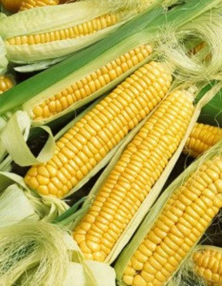 Early Golden Bantam Sweet Corn Seeds - Heirloom, Open Pollinated - Image 1