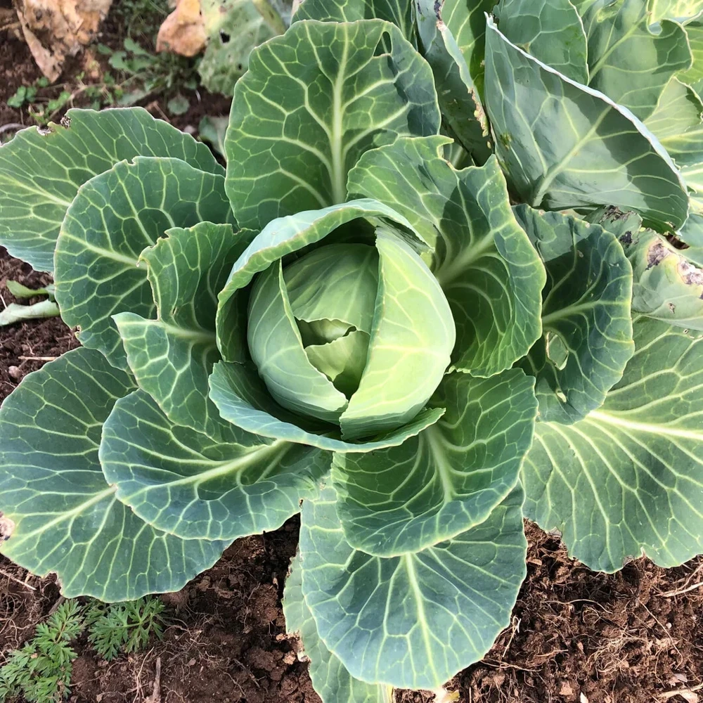 Early Jersey Wakefield Cabbage Seeds - Easy Grow, Green, Outdoor - Image 2