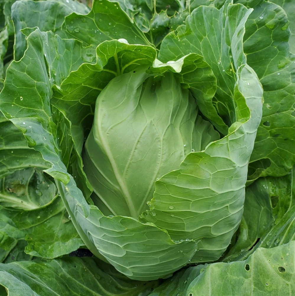 Early Jersey Wakefield Cabbage Seeds - Easy Grow, Green, Outdoor - Image 1
