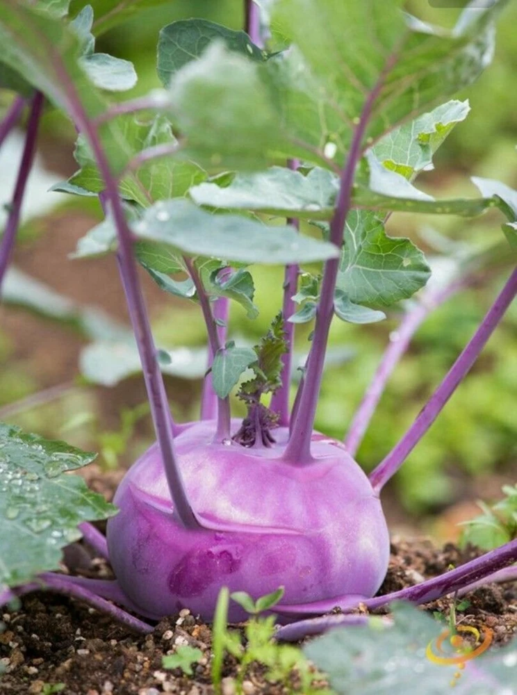 Early Purple Vienna Kohlrabi Seeds - German Turnip Vegetable Seeds - Image 1