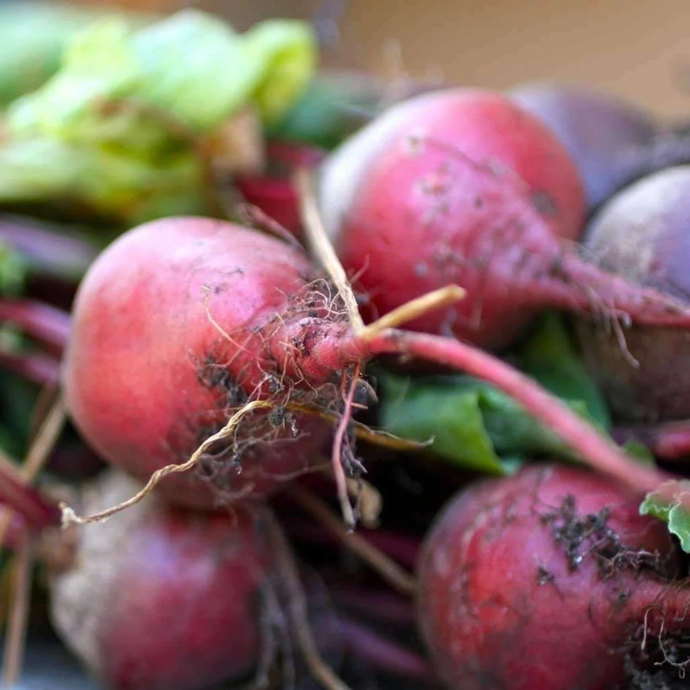Early Wonder Beet Seeds - Tall Top Beetroot for Gardeners, Variety Sizes - Image 1