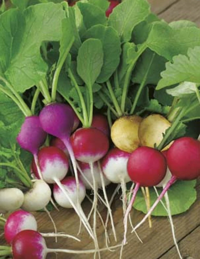 Easter Egg Radish Seeds - Fast Harvest Vegetable Seeds - Image 2