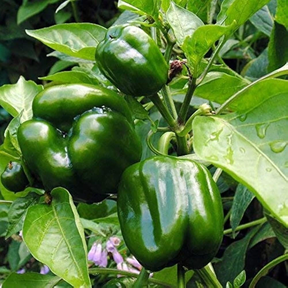 Emerald Giant Sweet Bell Pepper Seeds - Heirloom, Easy Grow, Outdoor - Image 1