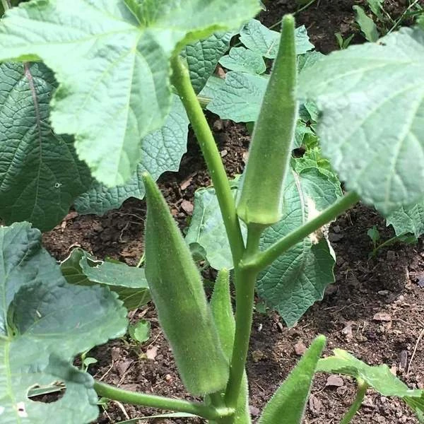 Emerald Okra Seeds – Velvet Variety – Easy to Grow Outdoor Vegetable Seeds - Image 1