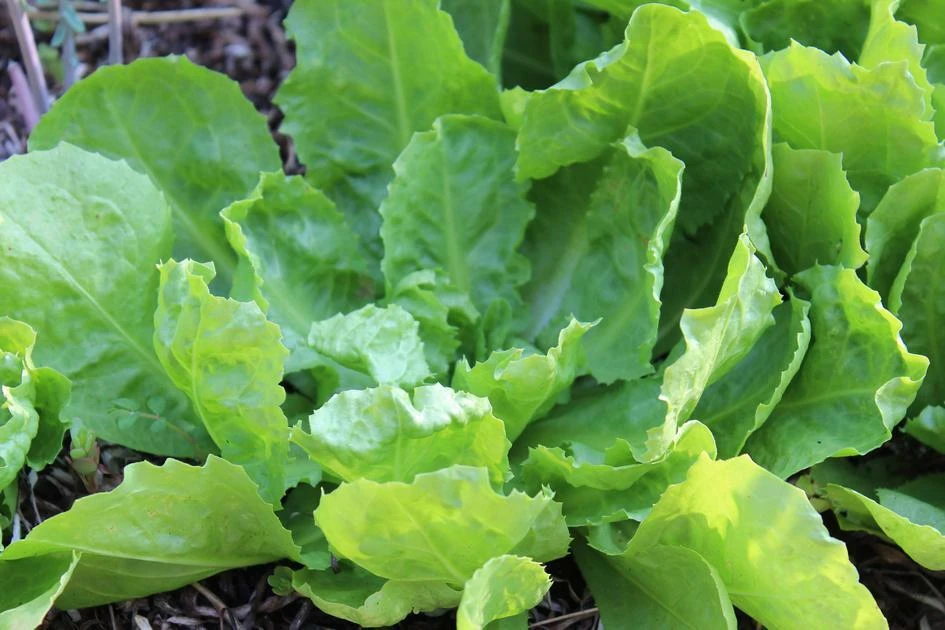 Endive Escarole Batavian Broadleaf Seeds - Heirloom Vegetable Garden - Image 1