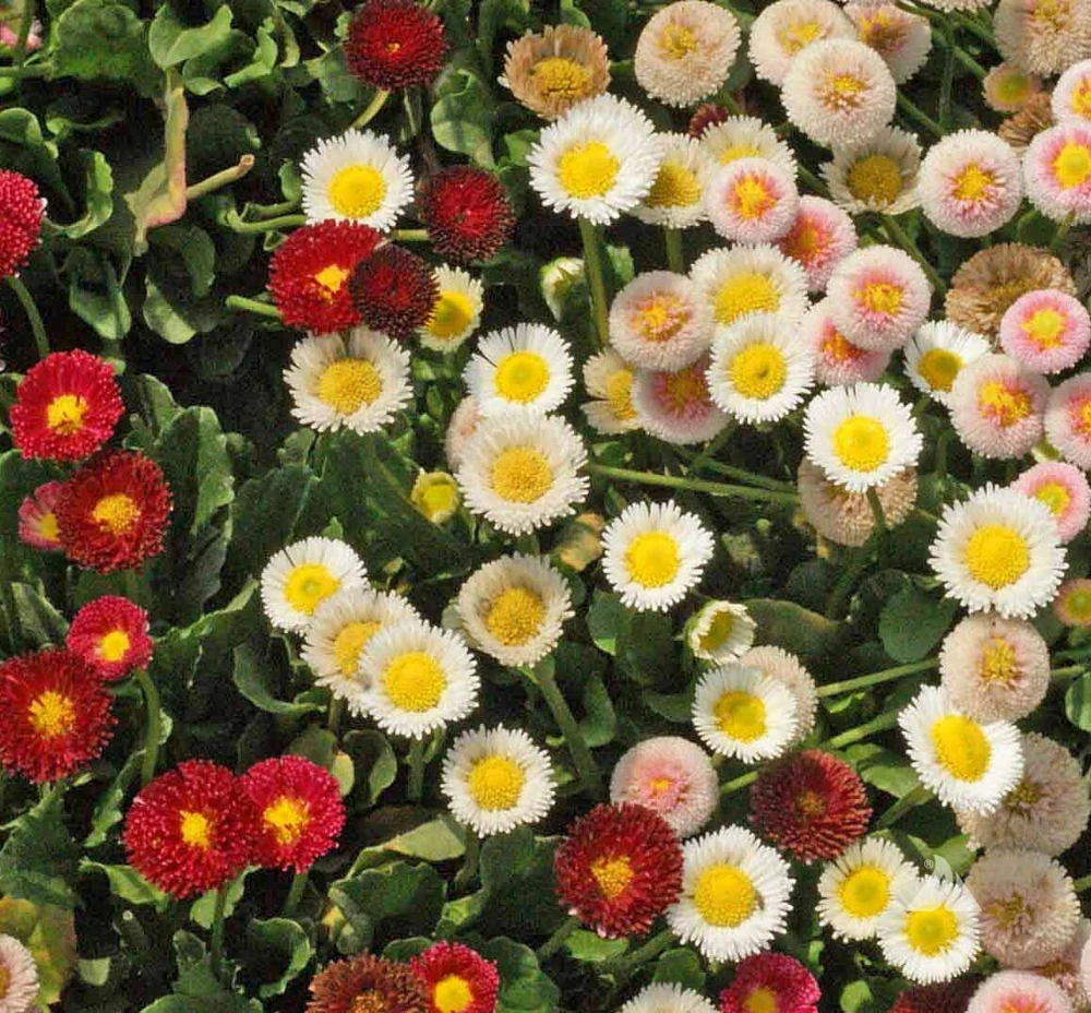 English Daisy Wildflower Seeds - Bellis perennis - Perennial - Outdoor - Image 1