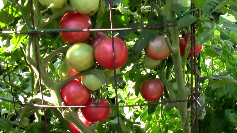 Eva Purple Ball Tomato Seeds - Heirloom, Open-Pollinating, Outdoor, Easy Grow - Image 1