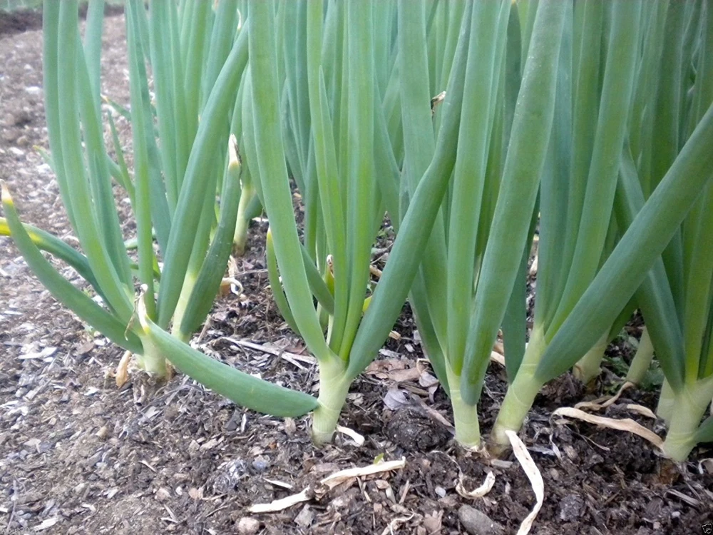 Evergreen White Bunching Onion Seeds - Heirloom Scallions for Garden - Image 2
