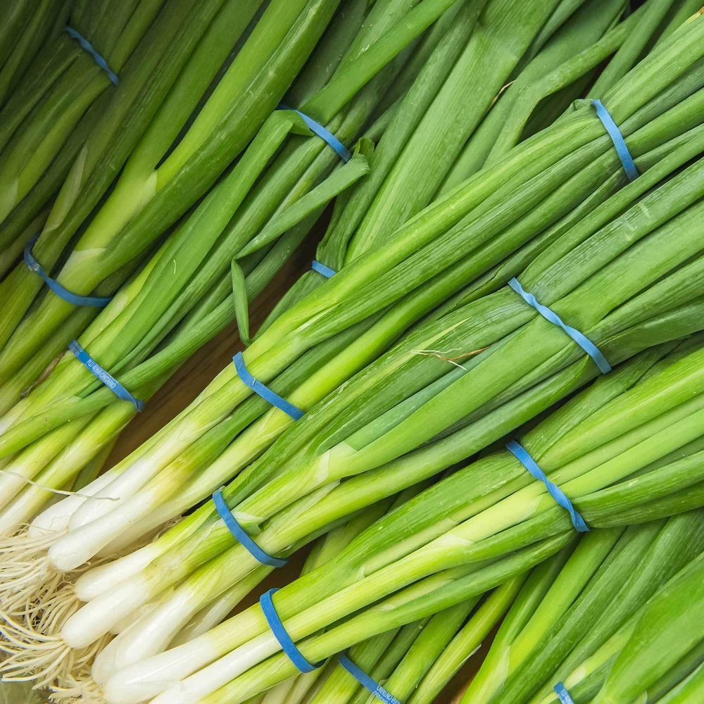 Evergreen White Bunching Onion Seeds - Heirloom Scallions for Garden - Image 1