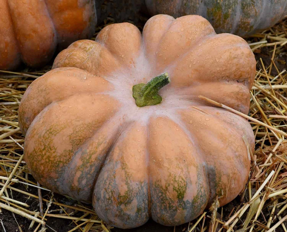 Fairy Tale Pumpkin Seeds - Musque de Provence Heirloom Vegetable Seeds - Annual Outdoor - Image 1