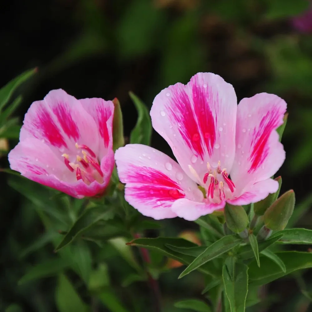 Farewell to Spring Clarkia Seeds - Pink & White Wildflower - Annual Flower Seeds - Outdoor - Image 2