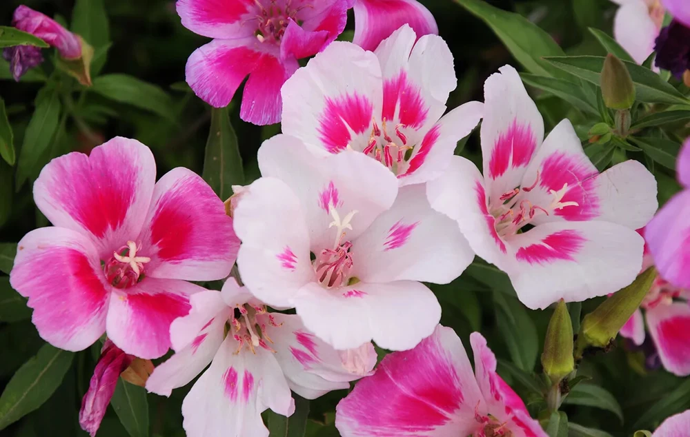 Farewell to Spring Clarkia Seeds - Pink & White Wildflower - Annual Flower Seeds - Outdoor - Image 1
