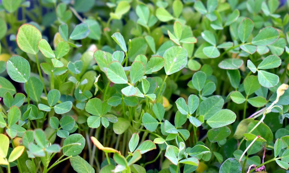 Fenugreek Seeds โ Heirloom Herb Seeds โ Variety Sizes for Planting - Image 2