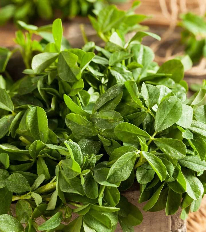 Fenugreek Seeds – Heirloom Herb Seeds – Variety Sizes for Planting - Image 1