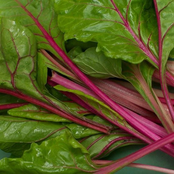 Flamingo Swiss Chard Seeds - Colorful Salad & Ornamental Vegetable - Image 2