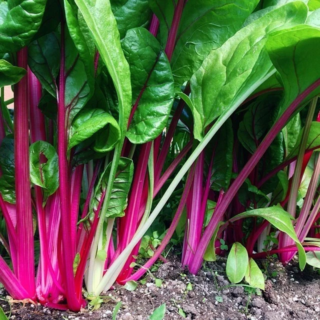 Flamingo Swiss Chard Seeds - Colorful Salad & Ornamental Vegetable - Image 1