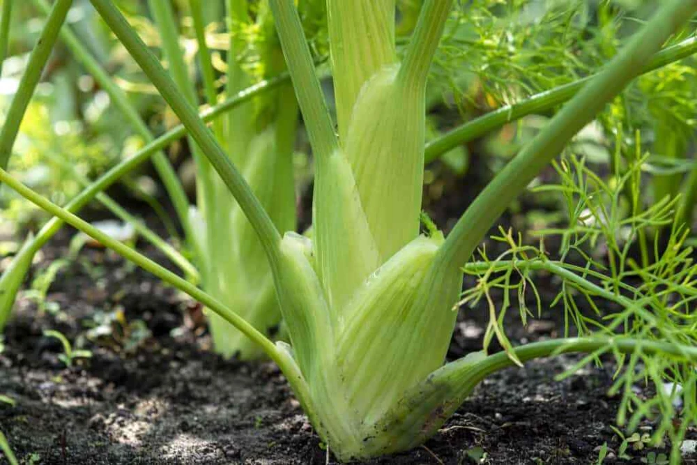 Florence Fennel Seeds - Anise Aroma Finocchio Herb Seeds, USDA Zones 4-10 - Image 1