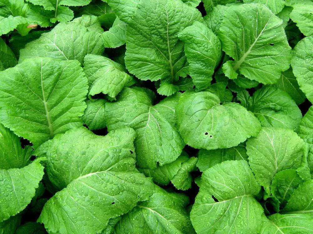 Florida Broadleaf Mustard Seeds - Annual Vegetable Seeds for Garden - Image 2