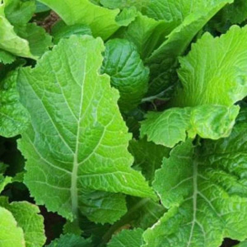 Florida Broadleaf Mustard Seeds - Annual Vegetable Seeds for Garden - Image 1