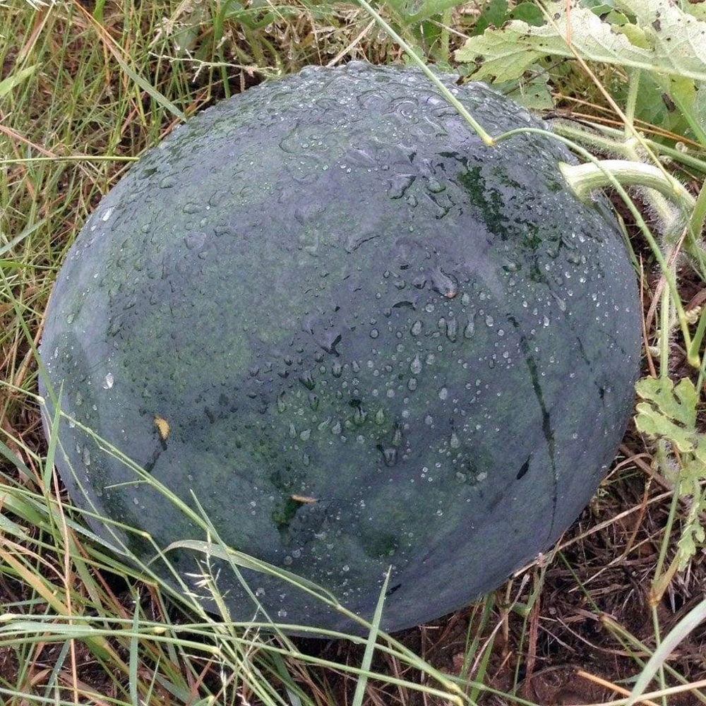 Florida Giant Watermelon Seeds - Jubilee Variety, Huge 35-50 lbs, Outdoor Fruit Seeds - Image 1